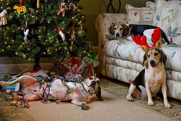 Illustration de l'article : 20 chiens et chats qui ont ruiné Noël en s’en prenant au sapin