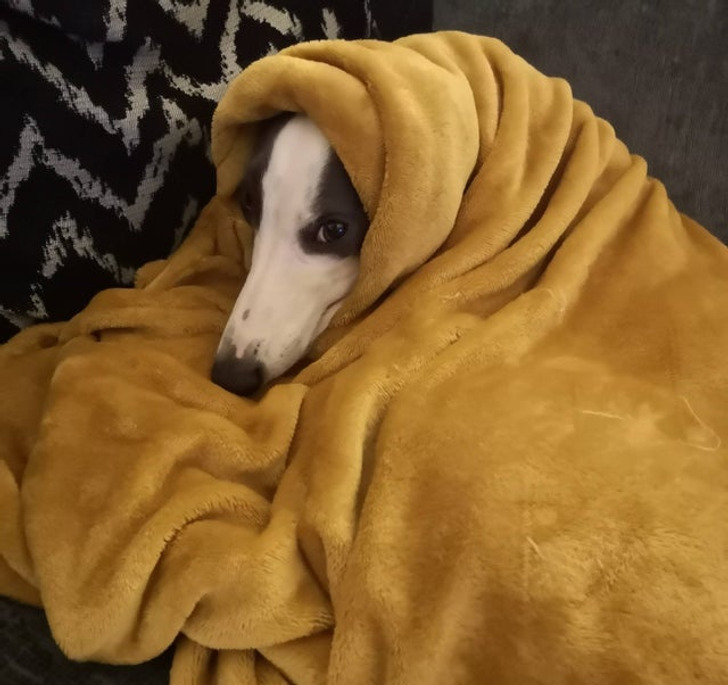 Illustration de l'article : Ces 20 photos d'animaux de compagnie en plein sommeil