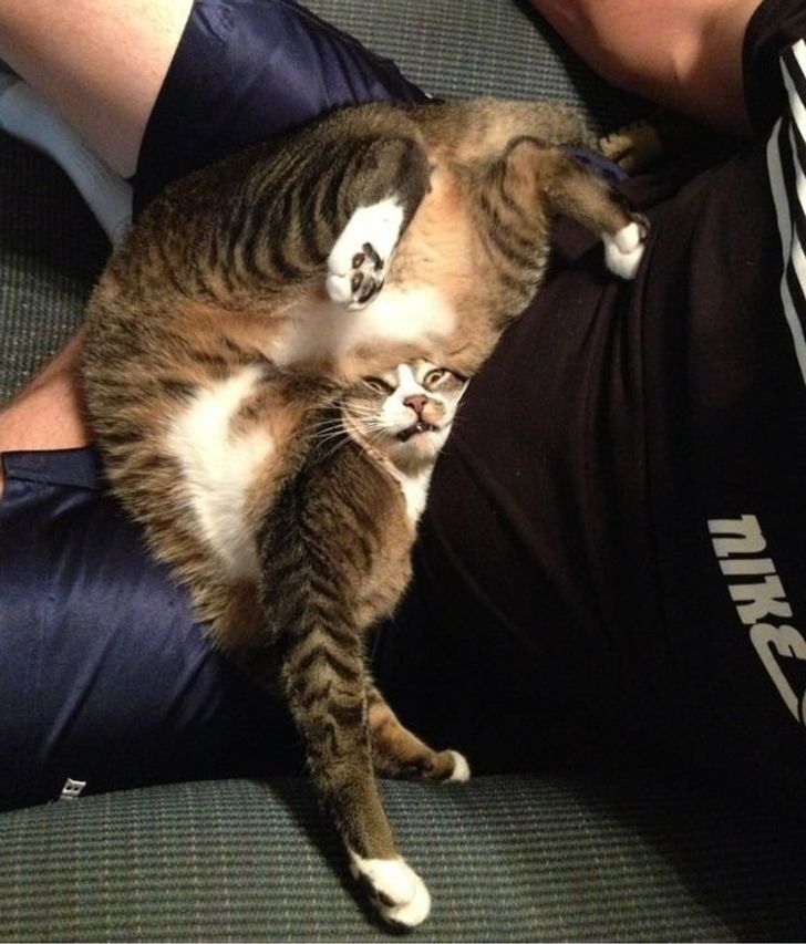 Illustration de l'article : Ces 20 animaux qui font tout pour faire croire qu'ils ont une vie très fatigante