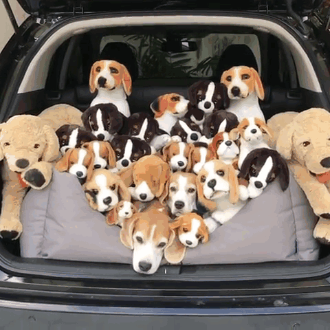 Illustration de l'article : Qui a vraiment le niveau pour trouver l'intrus sur ces 100 photos ? 