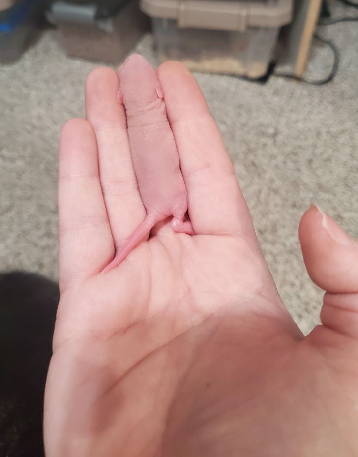 Illustration de l'article : Ces 17 photos qui illustrent l'art de se fondre dans le d&eacute;cor