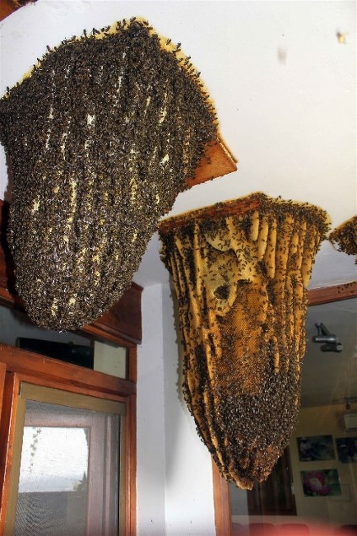 Illustration de l'article : Ces 18 internautes ont vu des bizarreries de très près