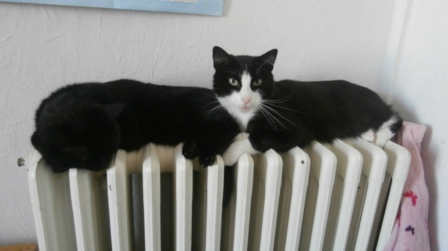 Illustration de l'article : 26 photos d'énigmes naturelles totalement surprenantes