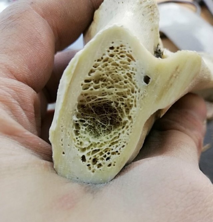 Illustration de l'article : Ces 25 choses coupées en deux pour y voir l'intérieur