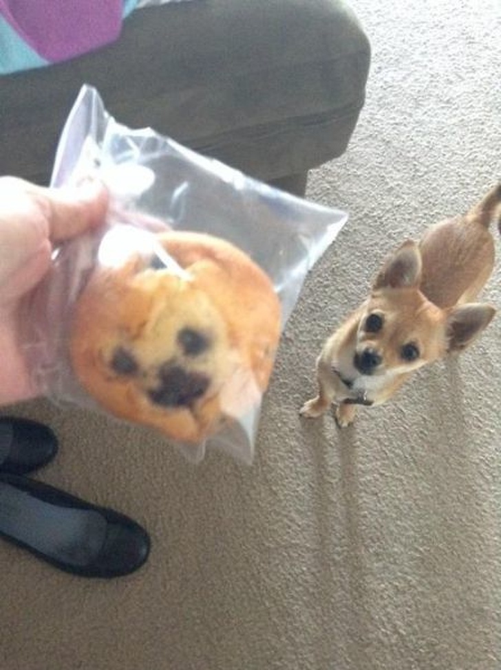 Illustration de l'article : Ces 20 scènes qui montrent que la photo est parfois une question de chance