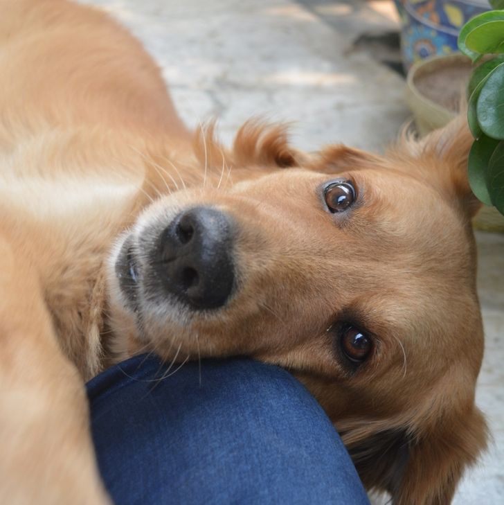 Illustration de l'article : Ces 20 photos qui montrent que les animaux sont de bons compagnons