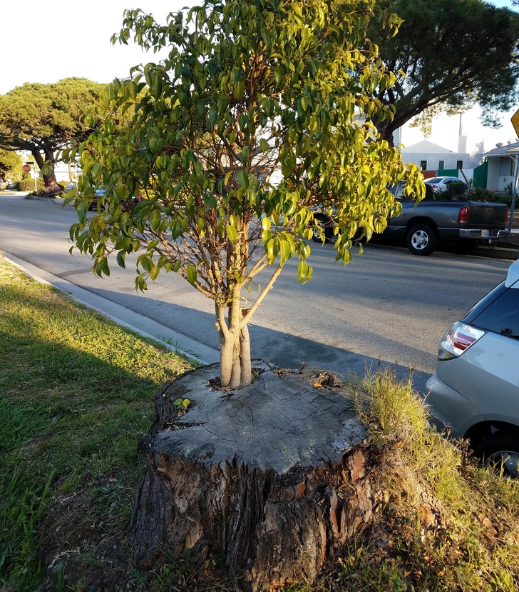 Illustration de l'article : Ces 24 photos qui montrent que la nature reprend toujours le dessus