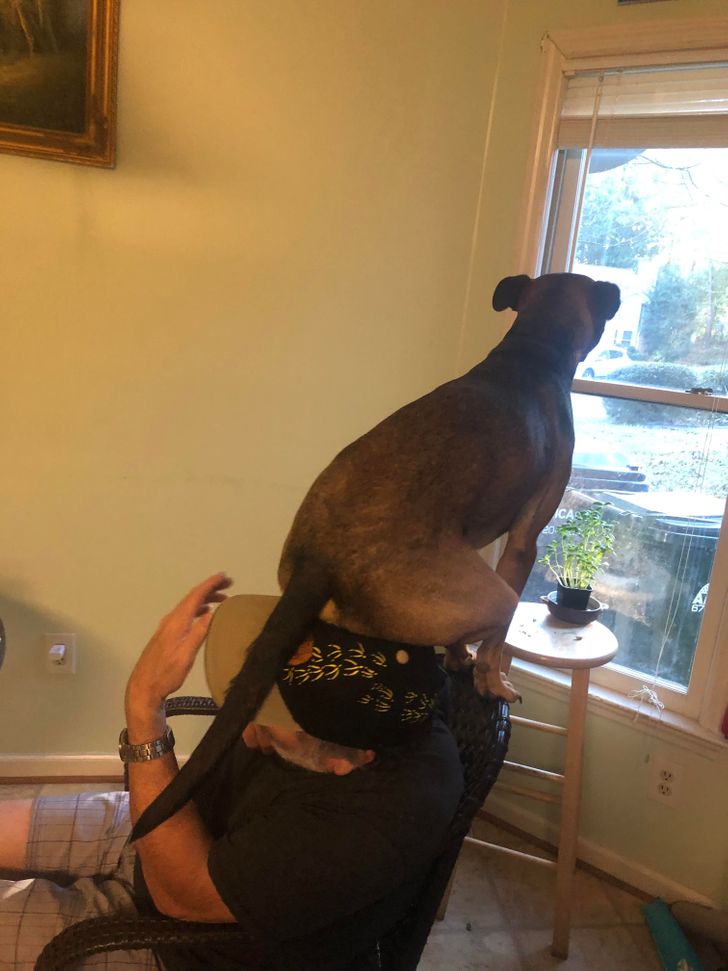 Illustration de l'article : Ces 15 photos de chiens qui se prennent pour des chats