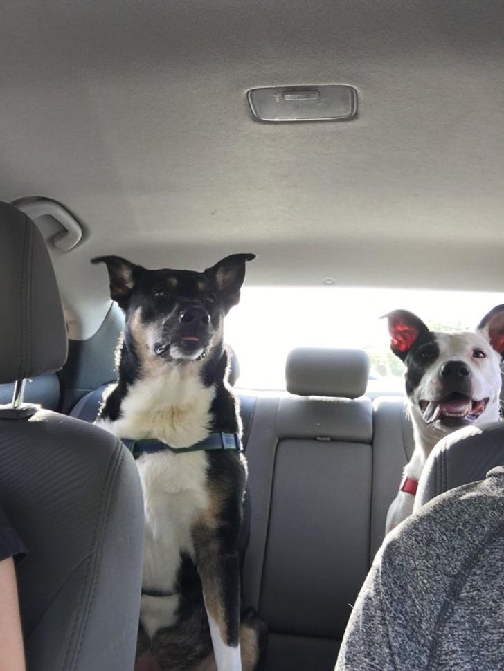 Illustration de l'article : Ces 19 photos illustrant les plus belles amitiés entre animaux de compagnie