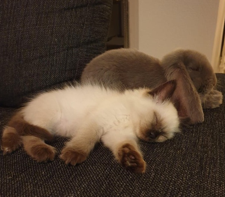 Illustration de l'article : Ces 20 photos d'animaux de compagnie en plein sommeil