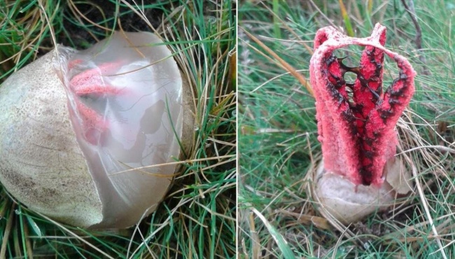 Illustration de l'article : 25 photos insolites mais pourtant bien réelles