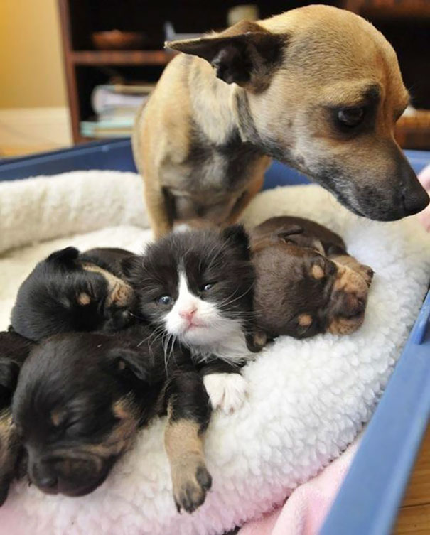 Illustration de l'article : Qui a vraiment le niveau pour trouver l'intrus sur ces 100 photos ? 