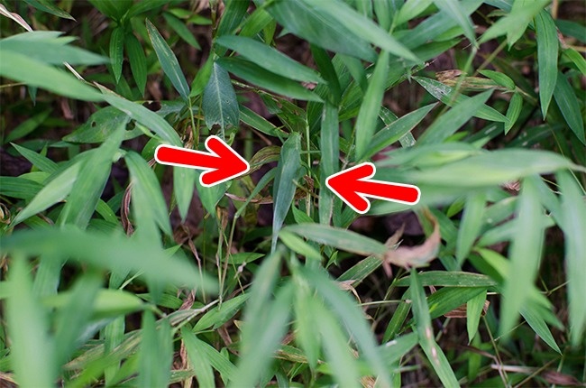 Illustration de l'article : Si vous n'avez pas une vision parfaite, vous ne trouverez pas les animaux cachés sur ces 10 photos !