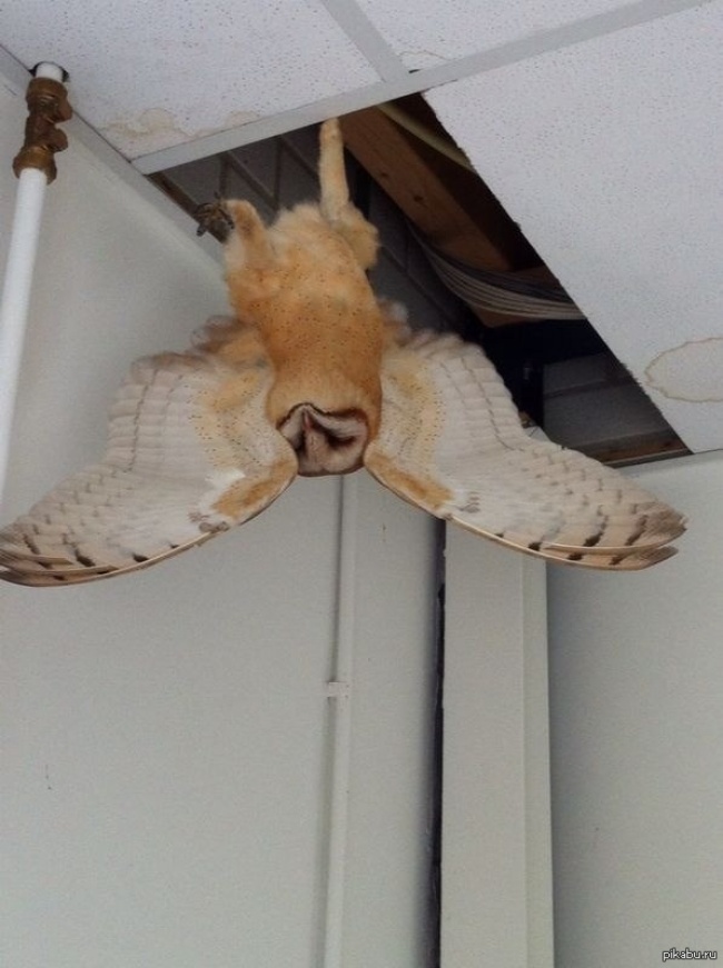 Illustration de l'article : 27 situations inattendues dans lesquelles se sont retrouvés certains animaux