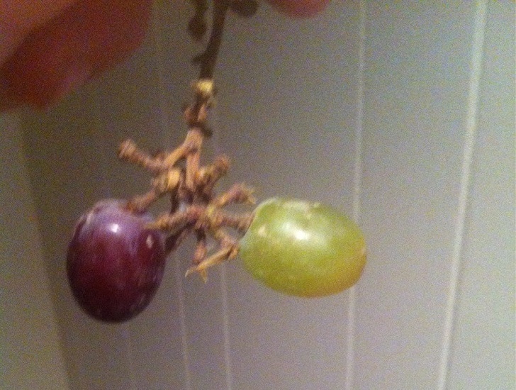 Illustration de l'article : Ces 15 photos qui sont difficilement explicables