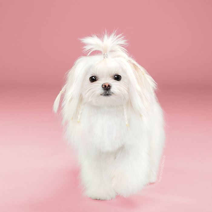 Illustration de l'article : 16 chiens photographiés avant et après une bonne coupe pour l'été !