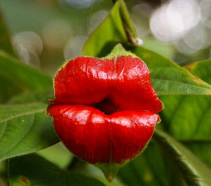 Illustration de l'article : Ces 16 choses inhabituelles créées par la nature