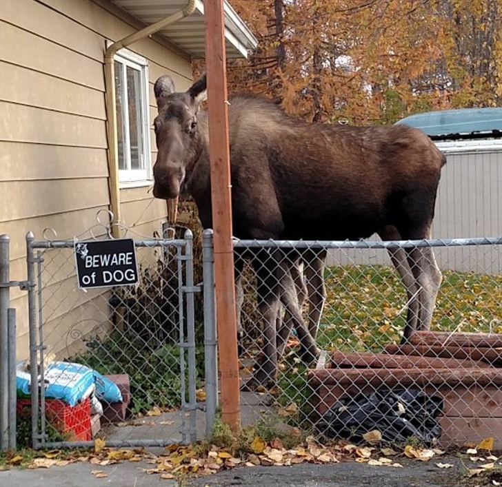 Illustration de l'article : Ces 21 photos pour découvrir le Canada