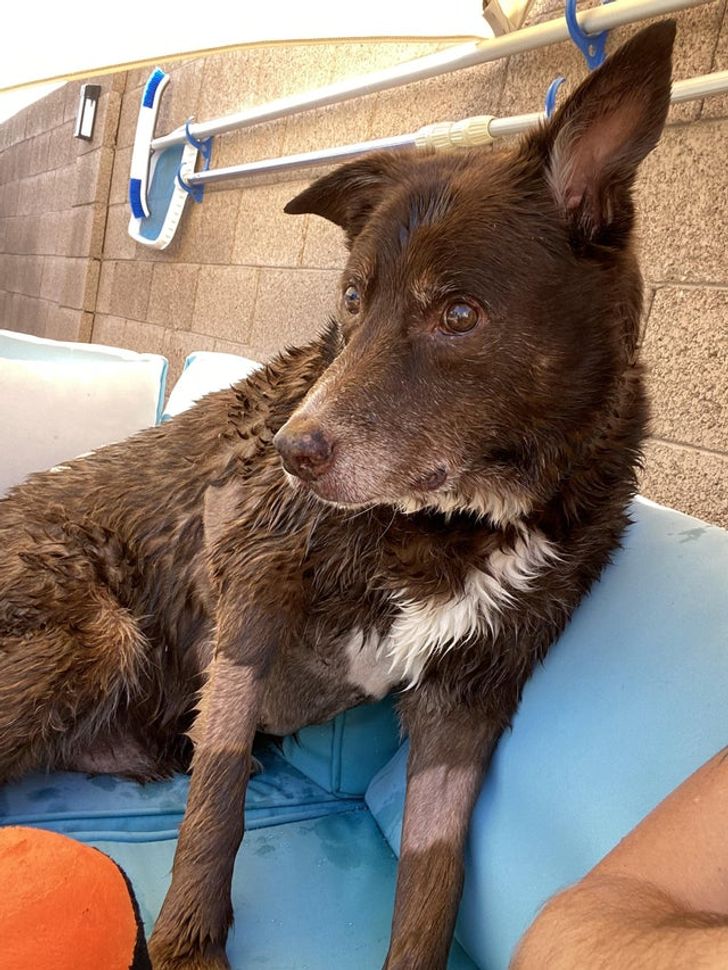 Illustration de l'article : Ces 17 photos d'animaux qui ont trouvé un foyer aimant