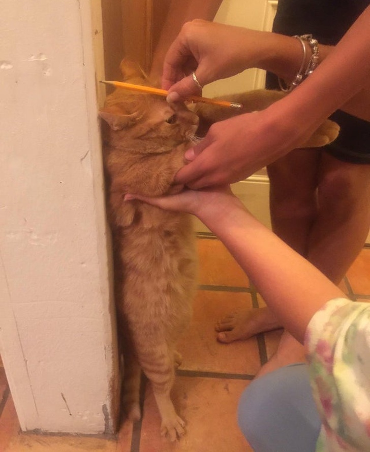 Illustration de l'article : Ces 24 photos qui montrent la joie de vivre