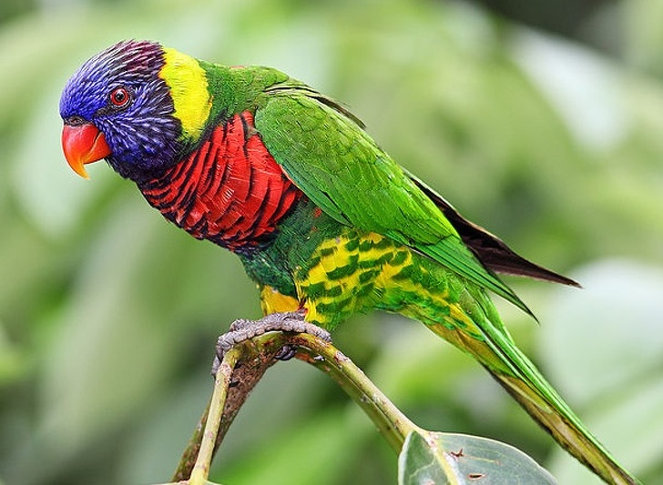 Illustration de l'article : Ces 24 animaux à la couleur et aux caractéristiques particulières