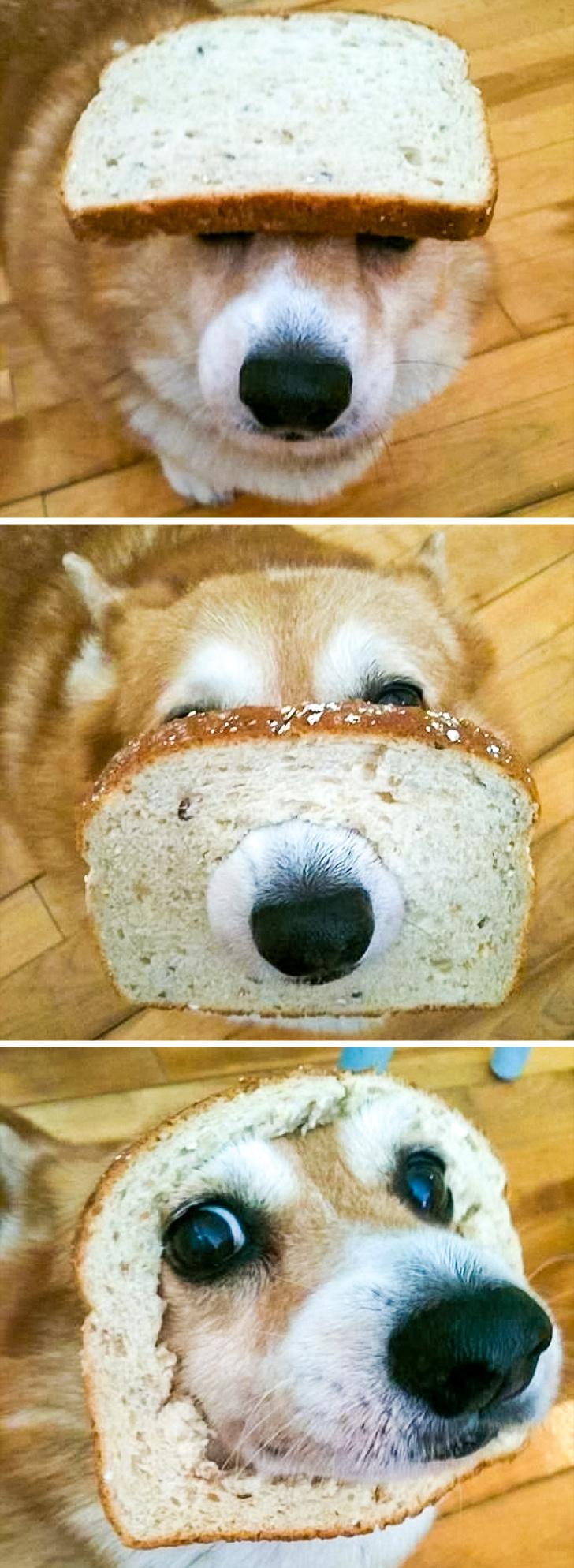 Illustration de l'article : Ces 15 photos attendrissantes qui respirent le bonheur