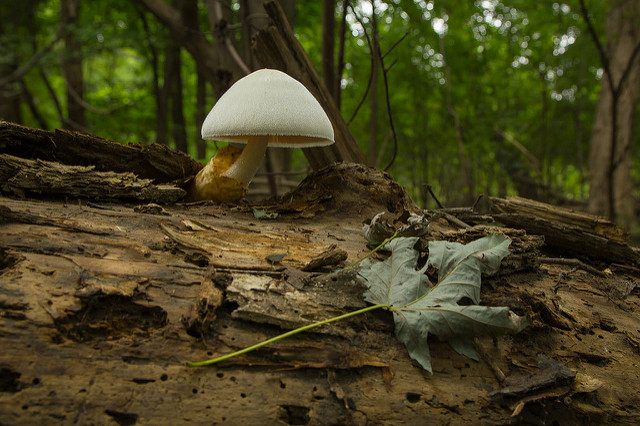 Illustration de l'article : La nature crée de merveilleuses œuvres d’art, comme le montrent ces 31 photos