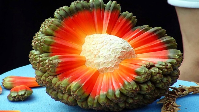 Illustration de l'article : 20 fruits exotiques rares à connaître si vous partez en exploration dans la forêt tropicale