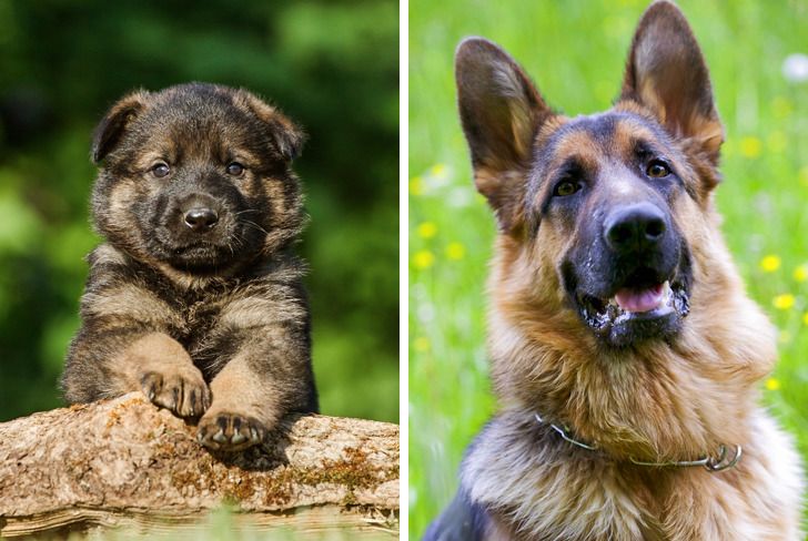 Illustration de l'article : Ces 20 photos de chiots devenus des molosses