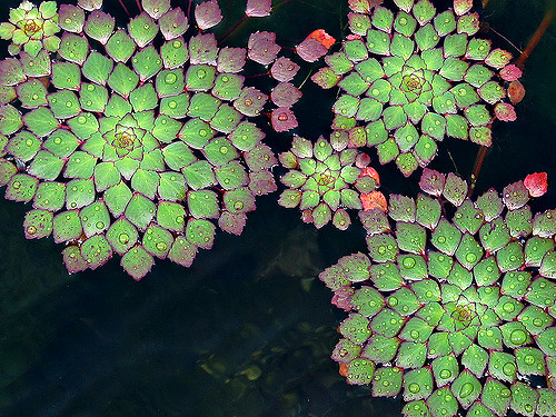 Illustration de l'article : La nature crée de merveilleuses œuvres d’art, comme le montrent ces 31 photos