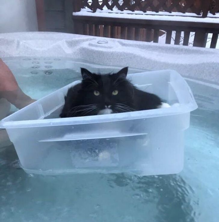 Illustration de l'article : Ces 20 animaux qui font tout pour faire croire qu'ils ont une vie très fatigante