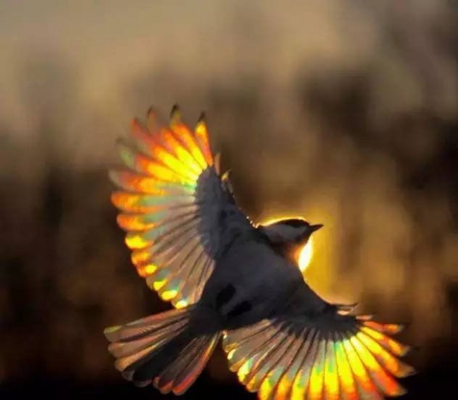 Illustration de l'article : 32 photographes qui ont magnifiquement réussi à suspendre le temps !