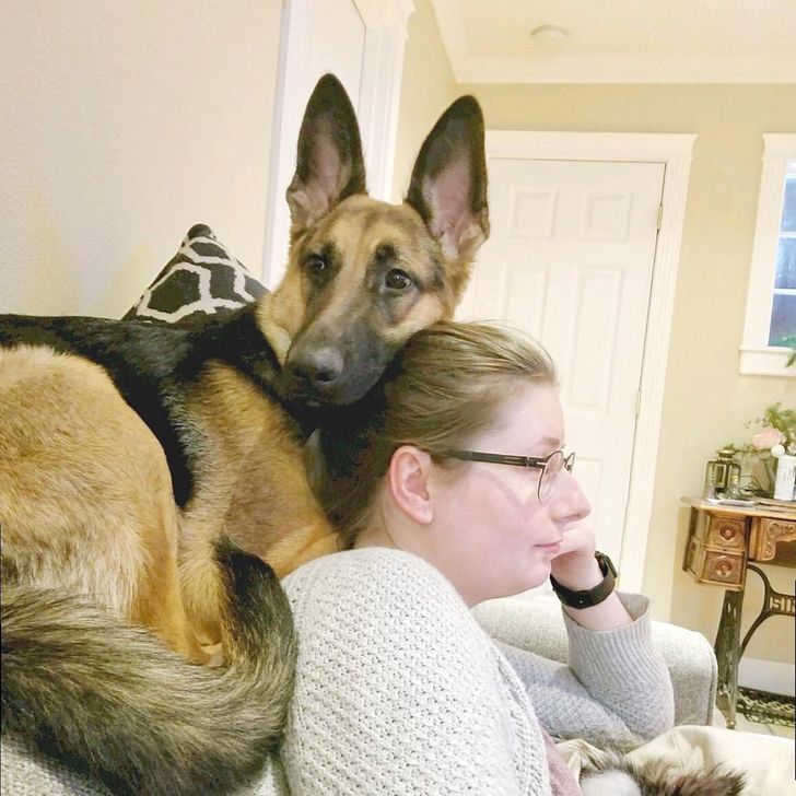 Illustration de l'article : Ces 15 photos de chiens qui se prennent pour des chats