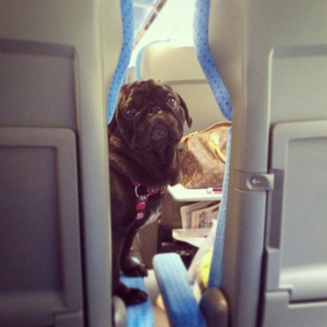 Illustration de l'article : 27 situations inattendues dans lesquelles se sont retrouvés certains animaux