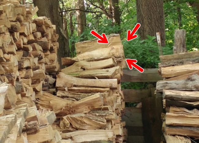 Illustration de l'article : Si vous n'avez pas une vision parfaite, vous ne trouverez pas les animaux cachés sur ces 10 photos !