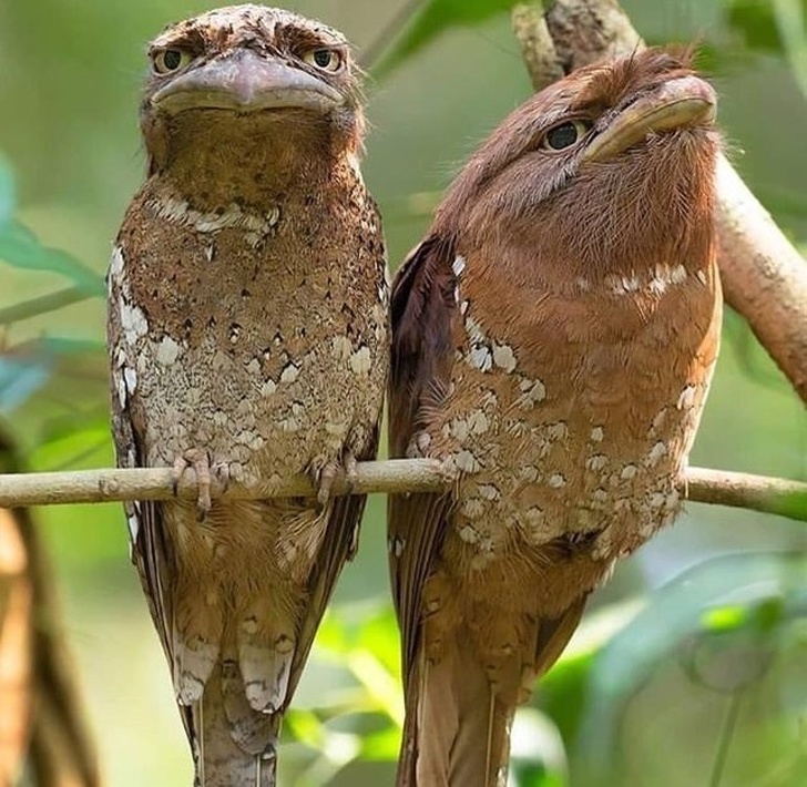 Illustration de l'article : Ces 21 photos de choses qui existent réellement