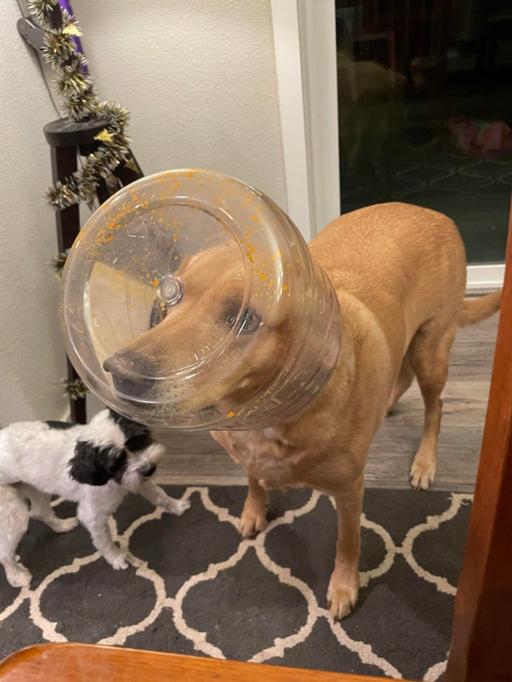 Illustration de l'article : Les joies du quotidien avec des animaux et des enfants en 20 clichés amusants