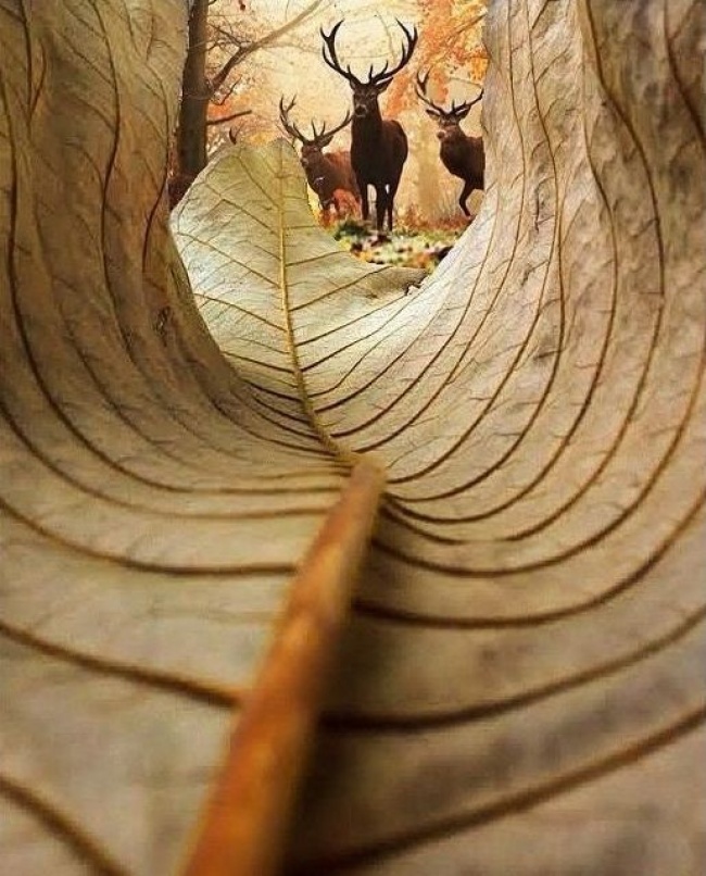 Illustration de l'article : 29 photos authentiques qui sont plus puissantes qu’un montage Photoshop