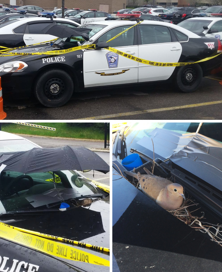 Illustration de l'article : Ces 14 fois où la police s'est montrée très cool