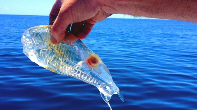 Illustration de l'article : 12 animaux tellement rares qu’il est possible que vous ne les ayez jamais vus, même en photo