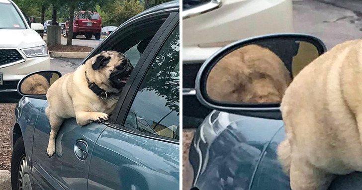 Illustration de l'article : Les joies du quotidien avec des animaux et des enfants en 20 clichés amusants