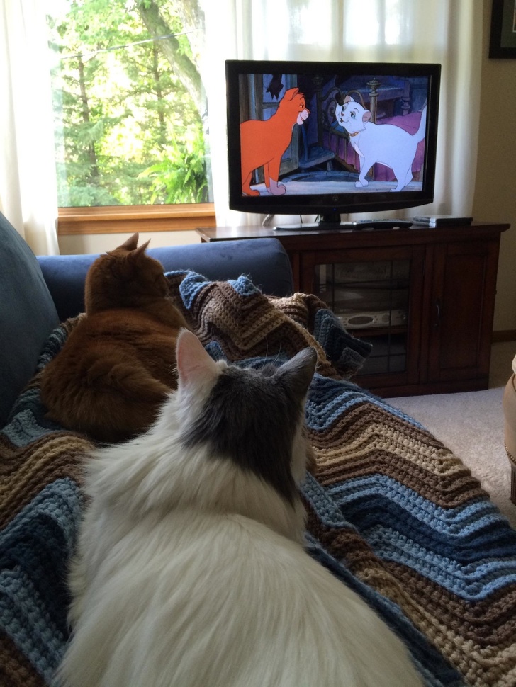 Illustration de l'article : Ces 19 photos capturées pile au bon moment