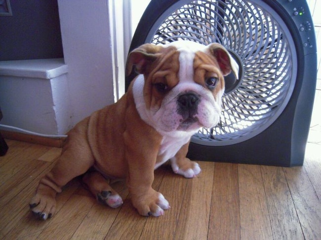 Illustration de l'article : Ces 28 choses qui ne se produisent que dans les pays chauds