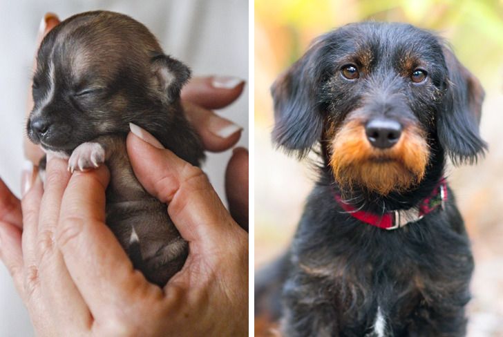 Illustration de l'article : Ces 20 photos de chiots devenus des molosses