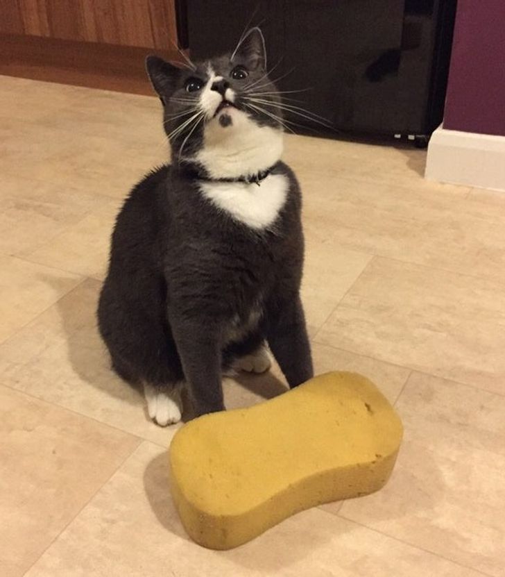 Illustration de l'article : Ces 20 animaux qui font tout pour faire croire qu'ils ont une vie très fatigante