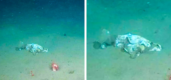 Illustration de l'article : Ces 27 choses rares mais qui ont existé un jour