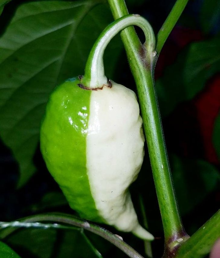 Illustration de l'article : Ces 15 fois où la nature a joué avec les couleurs