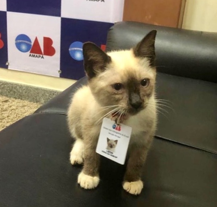 Illustration de l'article : Ces 17 photos qui montrent la générosité de l'être humain