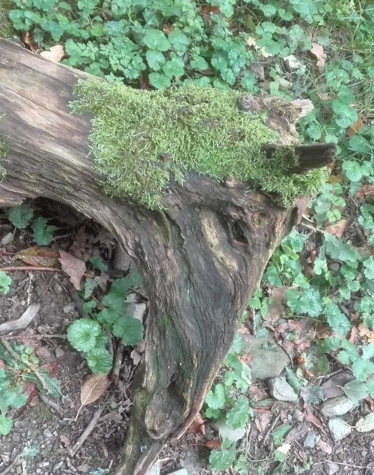 Illustration de l'article : Ces 20 curiosités qui trompent l'esprit en ressemblant à quelque chose d'autre