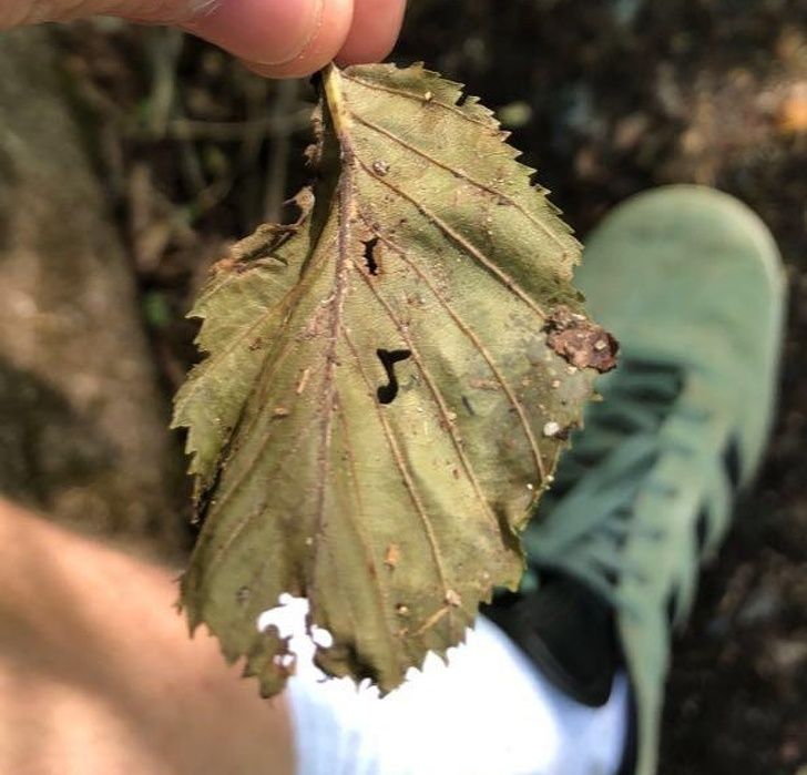 Illustration de l'article : Ces 20 photos qui montrent que la nature est bien faite